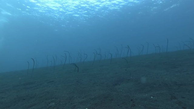 Garden Eels feeding from holes on the black volcanic sand. Whitespotted Garden Eels - Gorgasia maculata, Bali, Oceania, Indonesia