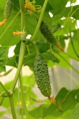 grows green cucumber, cucumber grows for human food, healthy eating green vegetables, cucumber flower