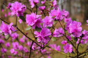 lilac rhododendron flowers, early spring flowers, primroses in the garden