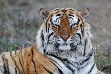 Fototapeta na wymiar Portrait of a male Tiger in Tiger Canyons Game Reserve in South Africa