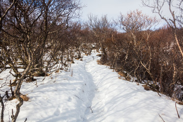 Skaftafell National Park view during winter snow which located in Vatnajokull Iceland that lead to Kristinartindar Mountain and Svartifoss waterfall.