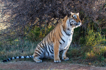 Fototapeta na wymiar Tiger sitting in Tiger Canyons Game Reserve in South Africa