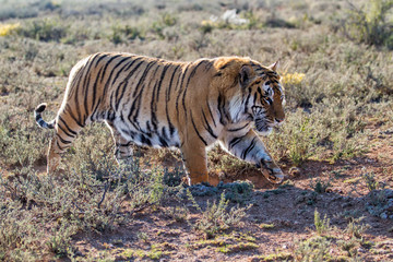 Male Tiger walking in Tiger Canyons Game Reserve in South Africa