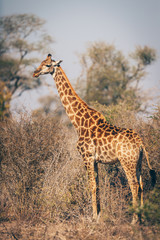 Naklejka na ściany i meble Girafe du Kruger