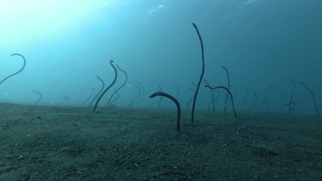 Garden Eels feeding from holes on the black volcanic sand. Whitespotted Garden Eels - Gorgasia maculata, Bali, Oceania, Indonesia