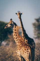 Girafe du Kruger