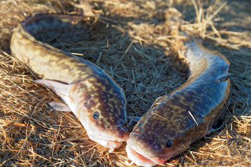 Caught young specimens of Siberian burbot lie on a dry grass