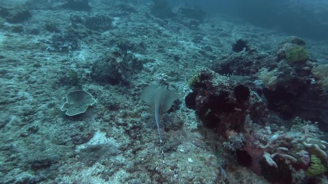 Blue-spotted Stingray swim over corals bottom. Kuhl's maskray or Bluespotted Maskray -Neotrygon kuhlii, Neotrygon caeruleopunctata. Bali, Oceania, Indonesia