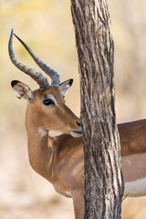 Impala du Kruger National Parc