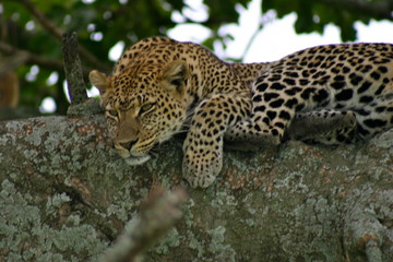 léopard sur son arbre 