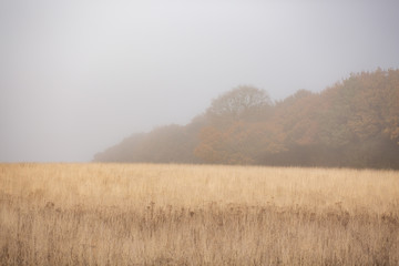 misty fields