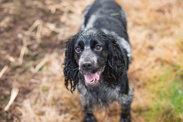 spaniel