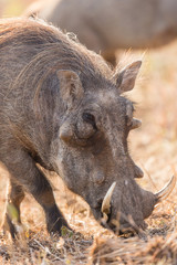 Phacochère du Kruger National Parc