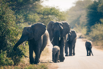 Fototapeta na wymiar Eléphants du Parc national Kruger