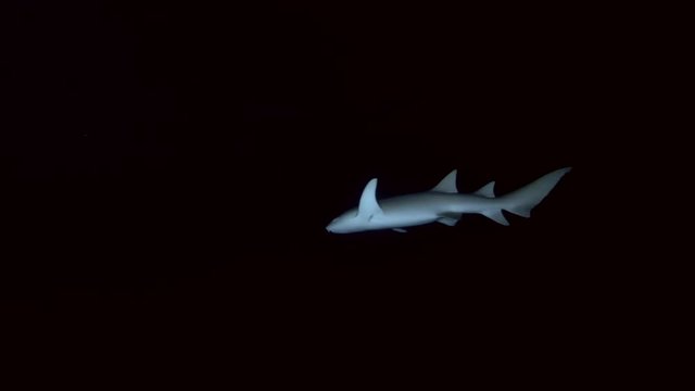 Nurse Shark slowly emerges from the dark, night diving. Tawny Nurse Shark, Nebrius ferrugineus, Indian Ocean, Maldives