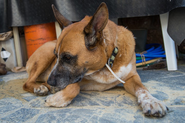 Retrato en primer plano de perro mestizo pastor aleman y boxer dormido