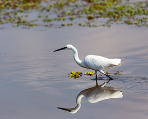 Aigrette du Kruger National Parc