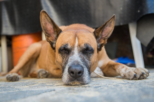 Retrato de perro mestizo pastor aleman y boxer dormido