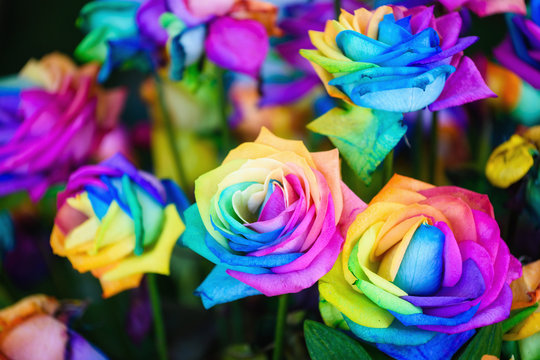 rainbow rose flowers with colorful petals.