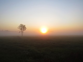 Fototapeta na wymiar Beautiful Isolated Single Tree Nature Wild Landscape Sunrise with Foggy Mist