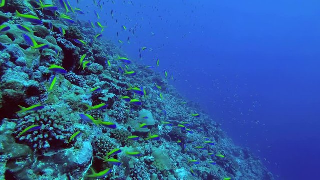 Massive school of  Beautiful Fusilier swim over a beautiful coral reef in the blue water. Yellow and Blueback Fusilier or Beautiful Fusilier, Caesio teres. Indian Ocean, Fuvahmulah Atoll, Maldives