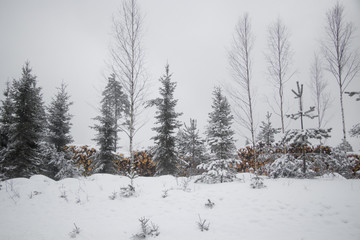 Winter forest. Good for Christmas background