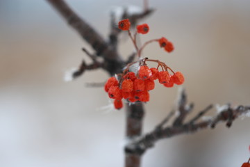 Cluster of Rowan berries on natural background