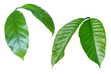 Coffee Green Leaves Isolated on White Background