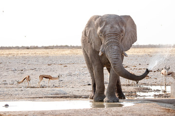 Elefantenbulle trinkend am Wasserloch