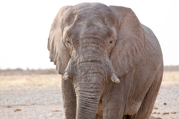 Fototapeta na wymiar Elefantenbulle in die Kamera blickend