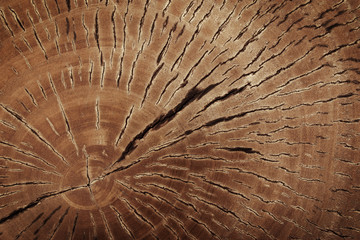 Cut Tree Trunk, Brown Wood Stump Texture
