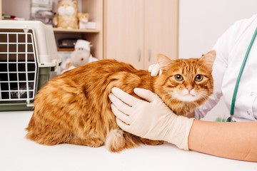 veterinarian doctor with stethoscope checking up cat at vet clinic.