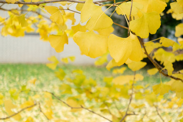 Blurred ginkgo leaves image to use as background.