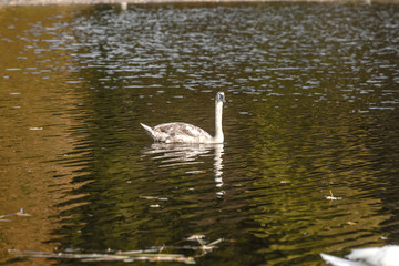 Er muss bald wegziehen