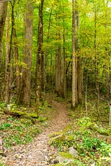 Foto op Plexiglas A Walk In The Woods © Richard Buchbinder
