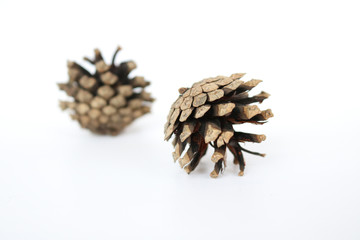 Two pine cones on a white background. Isolated objects.