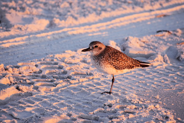 Wilson Plovers bird