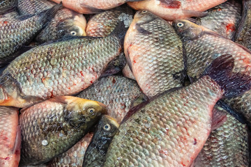 Fresh carp fish in the market, background