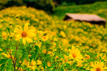 Tithonia diversifolia. Bua Tong yellow flower at Doi Hua Mae Kham in Chiang Rai, Thailand.
