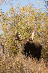 Bull Shiras Moose in Wyoming in Autumn