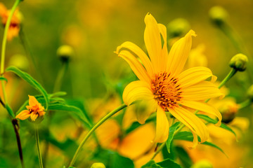 Tithonia diversifolia. Bua Tong yellow flower at Doi Hua Mae Kham in Chiang Rai, Thailand.