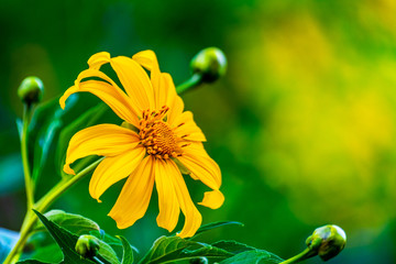 Tithonia diversifolia. Bua Tong yellow flower at Doi Hua Mae Kham in Chiang Rai, Thailand.