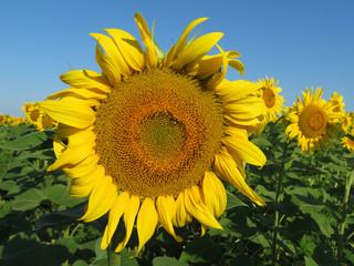 Naklejka premium Sunflowers field and clear blue sky. Picturesque rural landscape, blooming sunflower, concept for production of cooking oil
