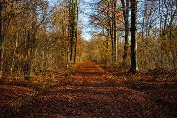 Autumn Forest Trail