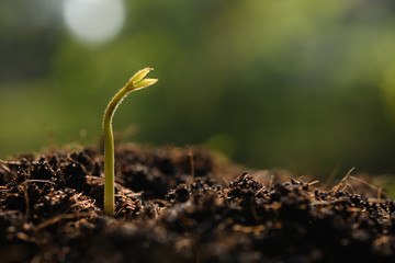 Young plant in the morning light on nature background