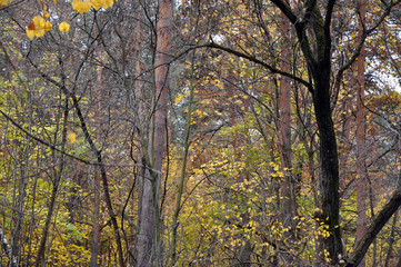  yellow leaves on the trees in the autumn forest