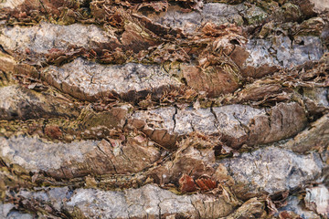 Texture of palm tree bark. Beautiful bark pattern. Close-up.