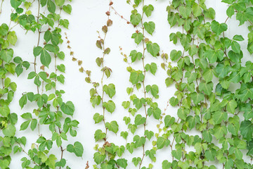 ivy leaves isolated on a white background