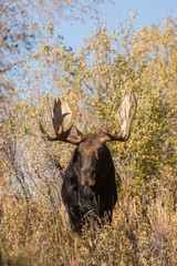 Naklejka na ściany i meble Bull Shiras Moose in Wyoming in Autumn