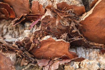 Texture of palm tree bark. Beautiful bark pattern. Close-up.